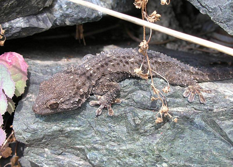 Gechi sul muretto  ...Tarentola mauritanica